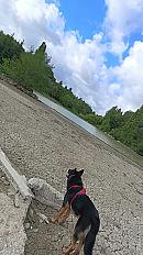 Donne Wolf berger allemand mâle 1 an et demi - Charente - Photo 2