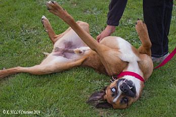 Donne Cooki type boxer mâle 5 ans - Calvados - Photo 2