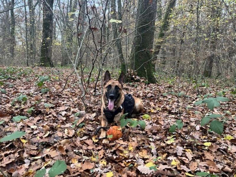 Donne berger malinois mâle 6 ans - Genève (Suisse)