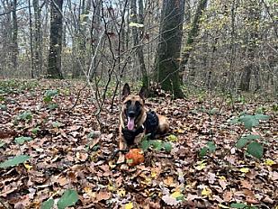 Donne berger malinois mâle 6 ans - Genève (Suisse)