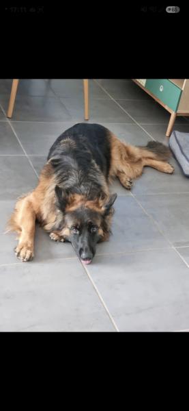 Donne berger allemand femelle poil long 7 ans - Vaucluse