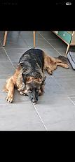 Donne berger allemand femelle poil long 7 ans - Vaucluse