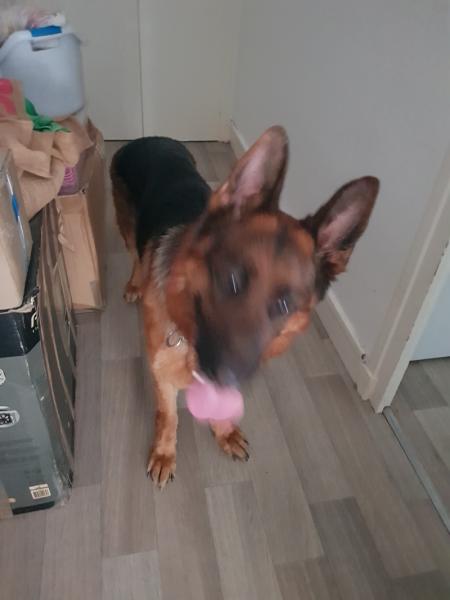 Donne Berger Allemand LOF mâle 4 ans - Isère