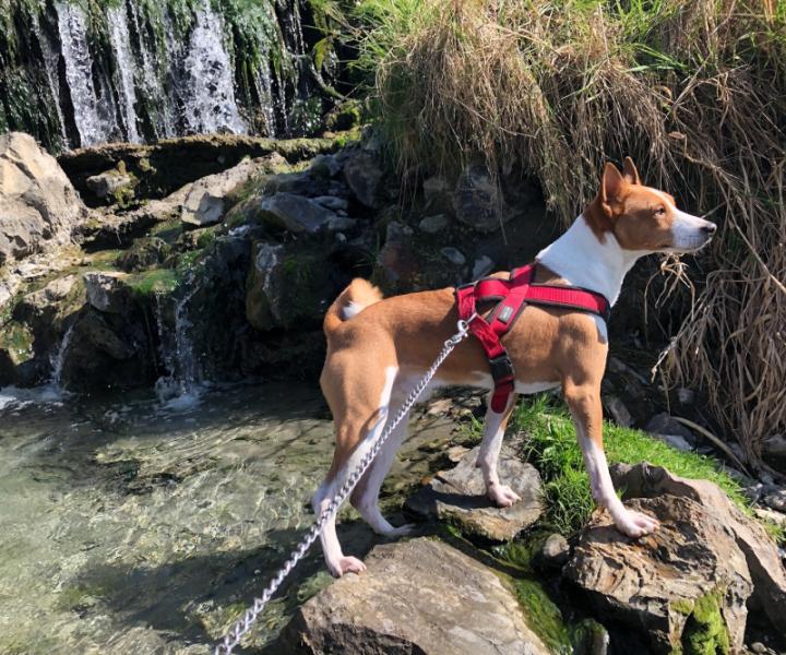 Donne basenji mâle 12 ans - Haut Rhin