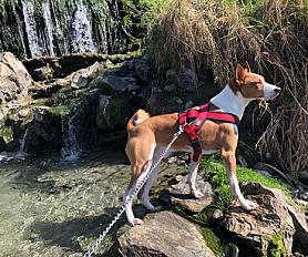 Donne basenji mâle 12 ans - Haut Rhin