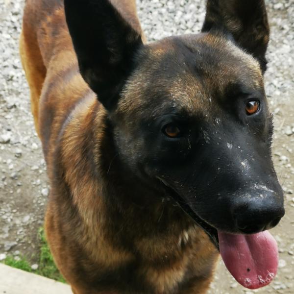 Donne Tupac berger malinois mâle 4 ans - Landes