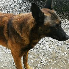 Donne Tupac berger malinois mâle 4 ans - Landes - Photo 2