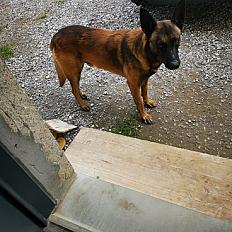 Donne Tupac berger malinois mâle 4 ans - Landes - Photo 3