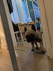 Donne Nia bouledogue français femelle 3 ans - Loire Atlantique - Photo 2