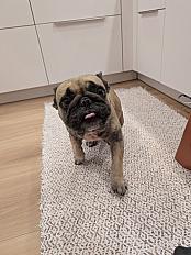 Donne Nia bouledogue français femelle 3 ans - Loire Atlantique