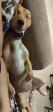Donne Podengo femelle 4 ans - Charente Maritime - Photo 2
