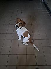 Donne Athos jack russell mâle 20 mois - Ille et Vilaine - Photo 2