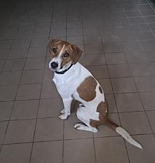 Donne Athos jack russell mâle 20 mois - Ille et Vilaine