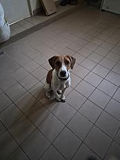 Donne Athos jack russell mâle 20 mois - Ille et Vilaine - Photo 3