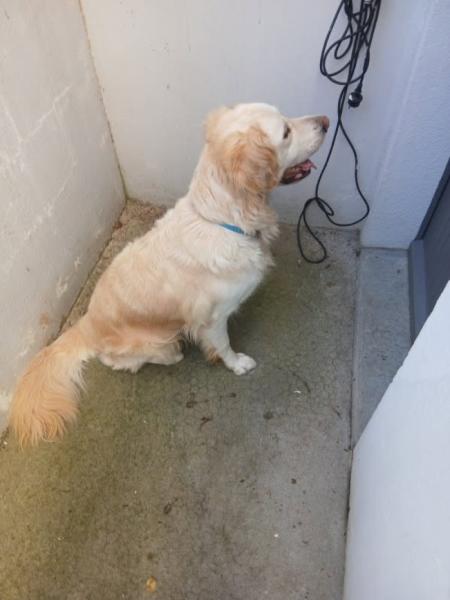 Donne Golden retriever mâle 5 ans et demi - Maine et Loire