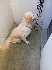 Donne Golden retriever mâle 5 ans et demi - Maine et Loire