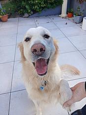 Donne Golden retriever mâle 5 ans et demi - Maine et Loire - Photo 3