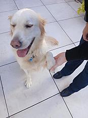 Donne Golden retriever mâle 5 ans et demi - Maine et Loire - Photo 4