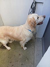 Donne Golden retriever mâle 5 ans et demi - Maine et Loire - Photo 5