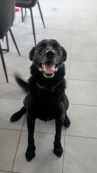 Donne labrador X border collie mâle 5 ans - Indre et Loire