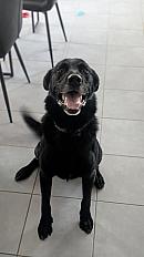 Donne labrador X border collie mâle 5 ans - Indre et Loire