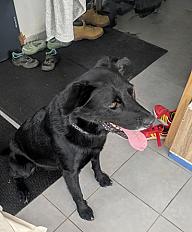 Donne labrador X border collie mâle 5 ans - Indre et Loire - Photo 2