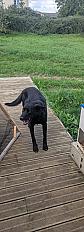 Donne labrador X border collie mâle 5 ans - Indre et Loire - Photo 3