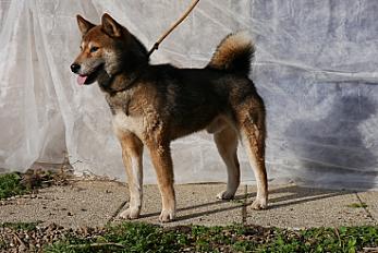 Donne Niki shiba inu mâle 9 ans - Loire
