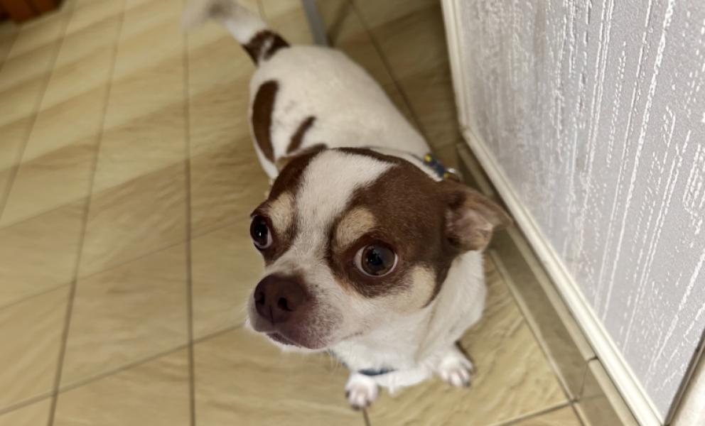 Donne Rocky chihuahua mâle 2 ans - Seine Saint Denis