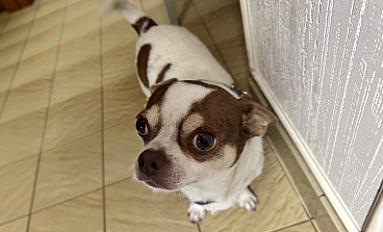 Donne Rocky chihuahua mâle 2 ans - Seine Saint Denis