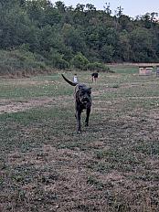 Donne cane corso femelle 2 ans - Rhône - Photo 2
