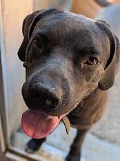 Donne cane corso femelle 2 ans - Rhône - Photo 3