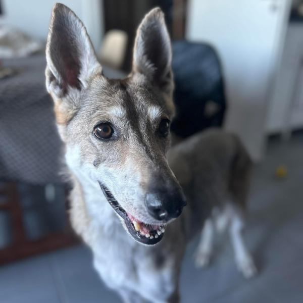 Donne Loup tchécoslovaque femelle 11 ans - Hérault
