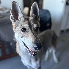 Donne Loup tchécoslovaque femelle 11 ans - Hérault
