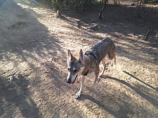 Donne Loup tchécoslovaque femelle 11 ans - Hérault - Photo 2