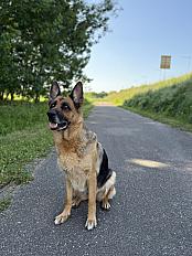 Donne berger allemand femelle 9 ans - Saone et Loire - Photo 2