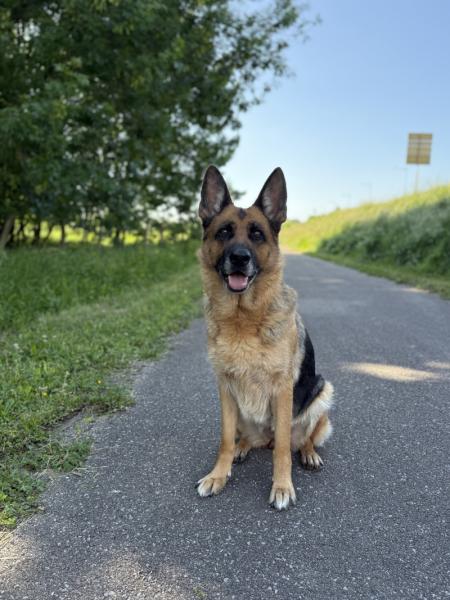 Donne berger allemand femelle 9 ans - Saone et Loire