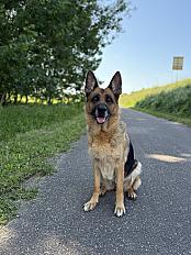 Donne berger allemand femelle 9 ans - Saone et Loire