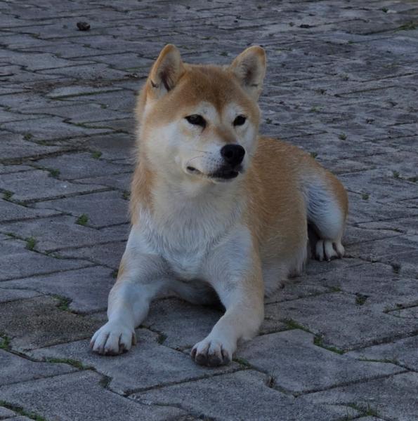 Donne Kohana shiba inu femelle 5 ans - Hérault