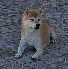 Donne Kohana shiba inu femelle 5 ans - Hérault
