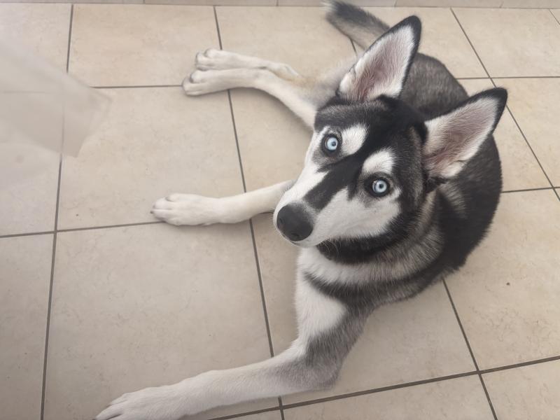Donne Baya-Husky femelle chiot 9 mois - Mayenne