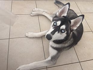 Donne Baya-Husky femelle chiot 9 mois - Mayenne