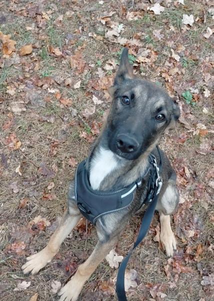 Donne Ace berger malinois mâle chiot 7 mois - Maine et Loire