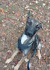 Donne Ace berger malinois mâle chiot 7 mois - Maine et Loire