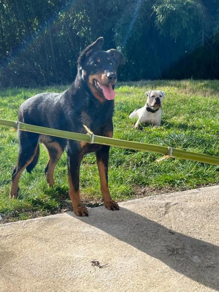 Donne beauceron arlequin mâle 8 ans - Haute Garonne