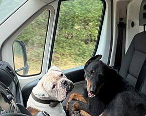 Donne Bulldog Américain Minos mâle 9 ans - Haute Garonne