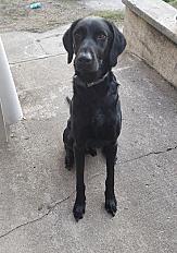 Donne beauceron X labrador mâle 6 ans - Cher