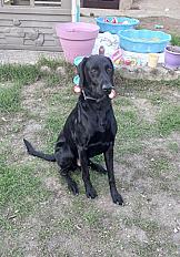Donne beauceron X labrador mâle 6 ans - Cher - Photo 2