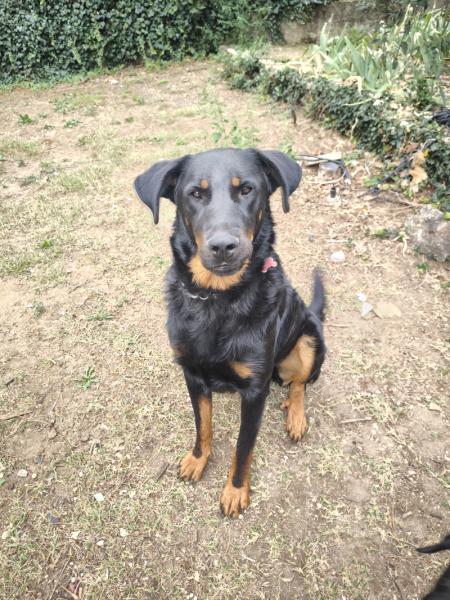 Donne Blue beauceron mâle 2 ans - Vaucluse