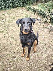Donne Blue beauceron mâle 2 ans - Vaucluse
